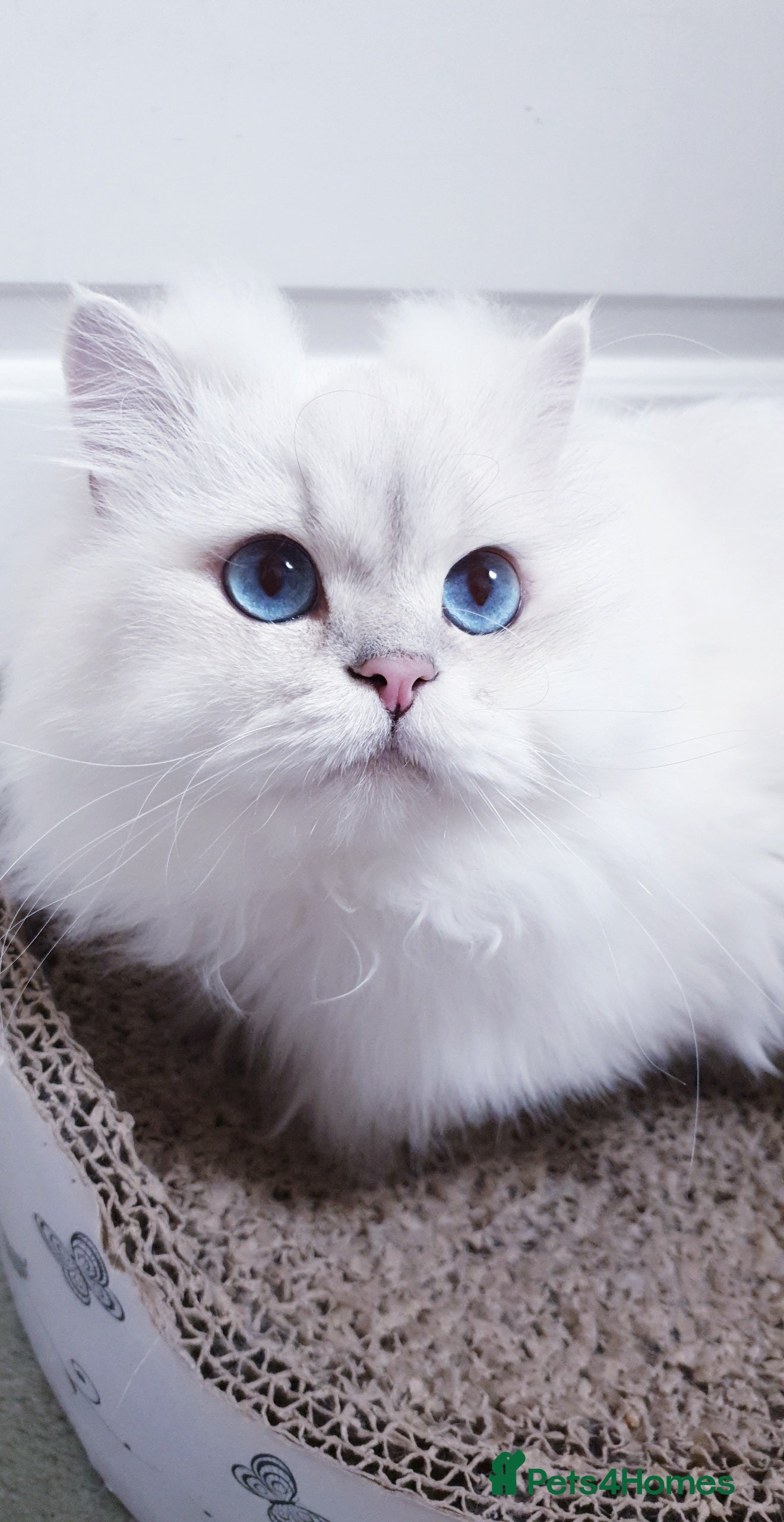 Scottish Fold cats Scottish Straight/British longhair  - Advert 1