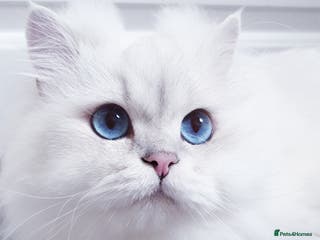 Scottish Fold cats Scottish Straight/British longhair - Advert 1