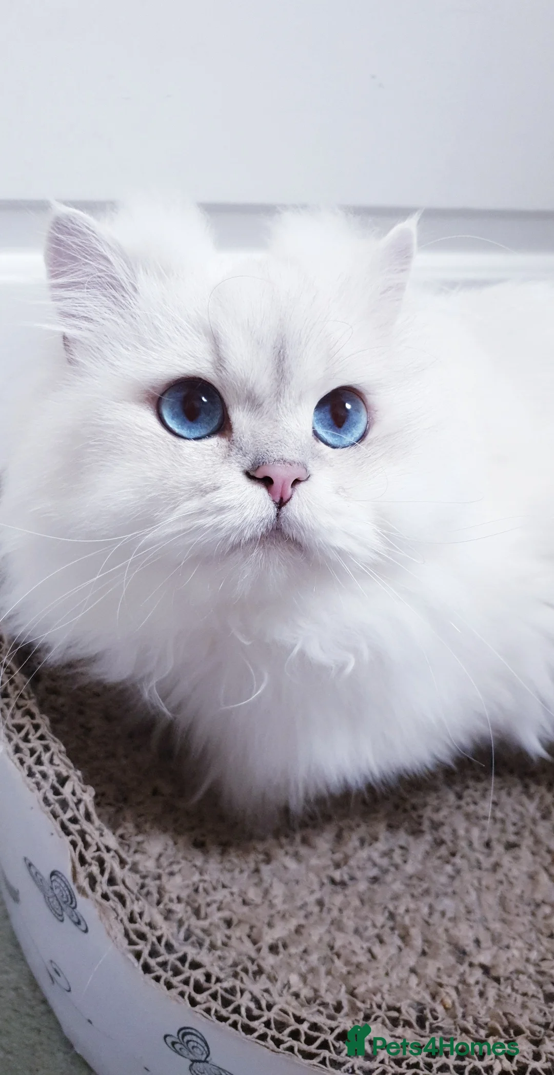 Scottish Fold cats for sale: Scottish Straight/British longhair  - Advert 1