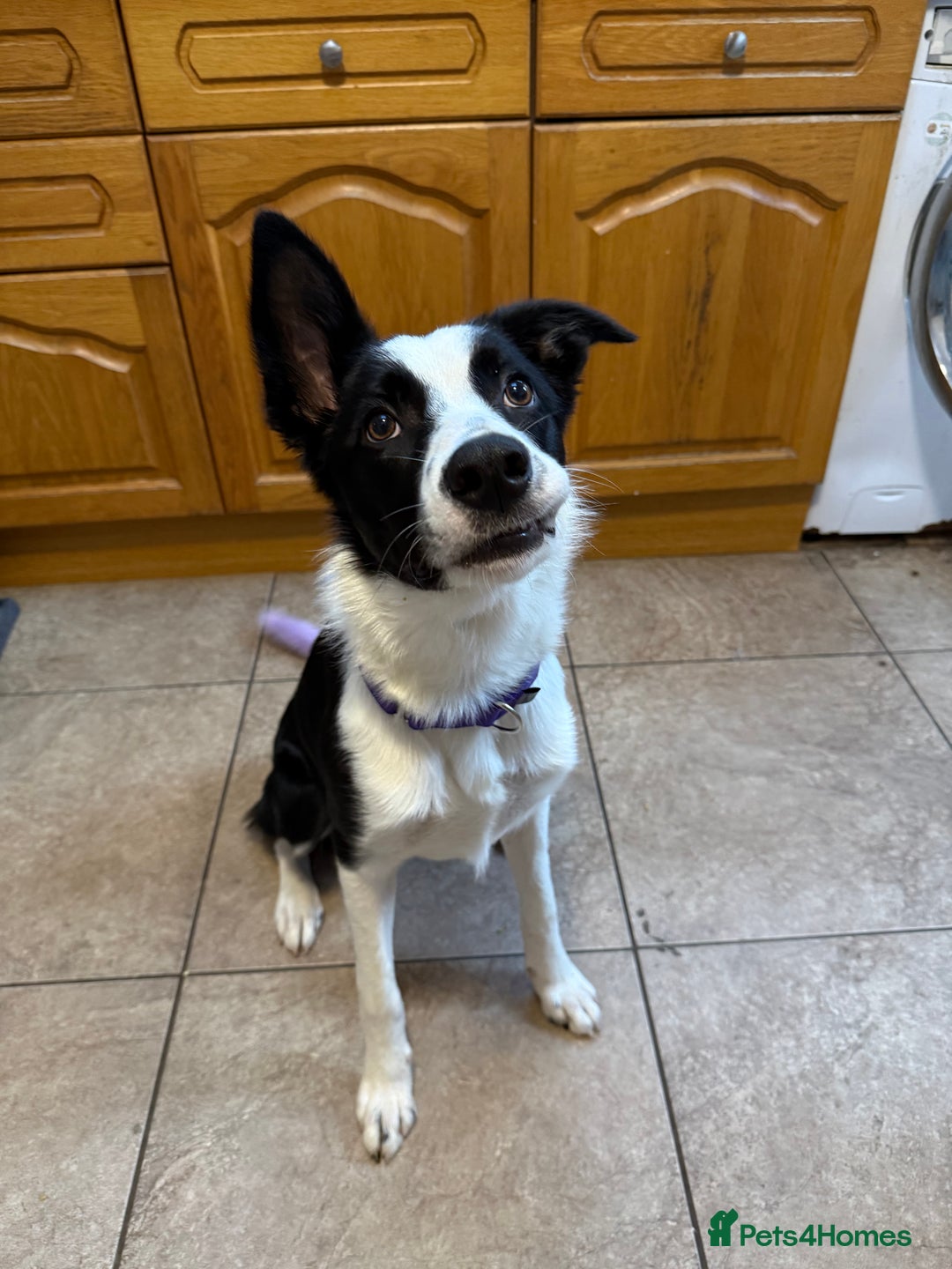 Border Collie dogs for sale: border collie pup - Advert 6