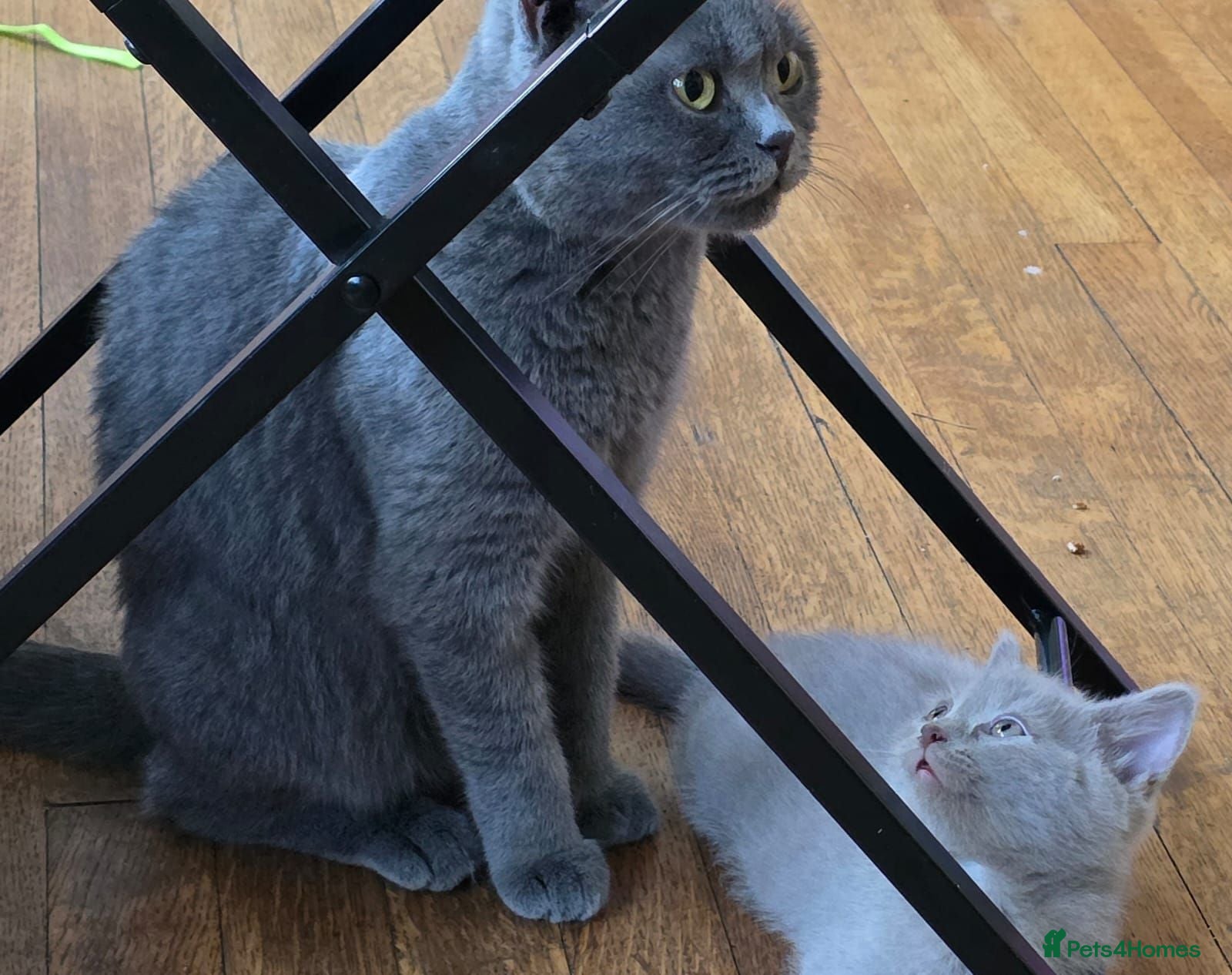 British Shorthair cats British short hair kittens  - Advert 2