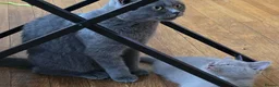 British Shorthair cats for sale: British short hair kittens  in Upminster - Advert 1