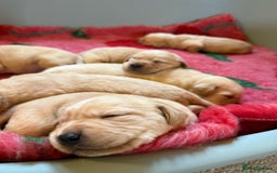 Labrador Retriever dogs for sale: Classic English show type Labrador puppies  - Advert 2