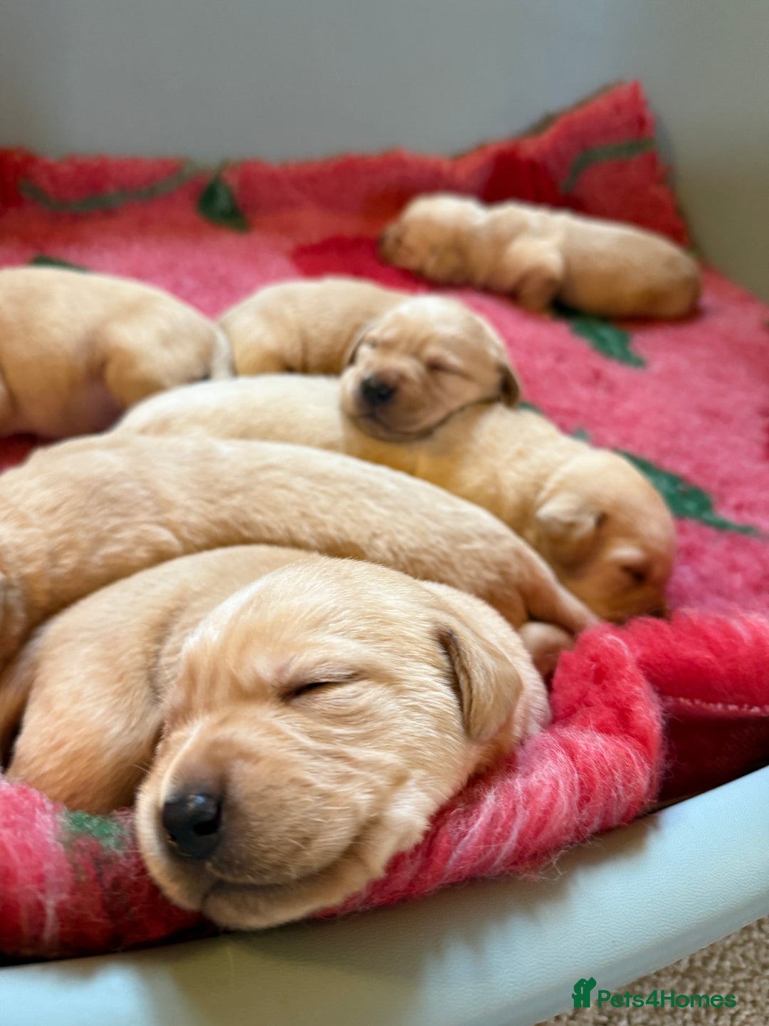 Labrador Retriever dogs for sale: Classic English show type Labrador puppies  - Advert 2