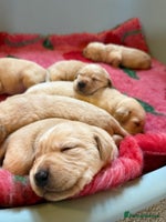 Labrador Retriever dogs Classic English show type Labrador puppies - Advert 1