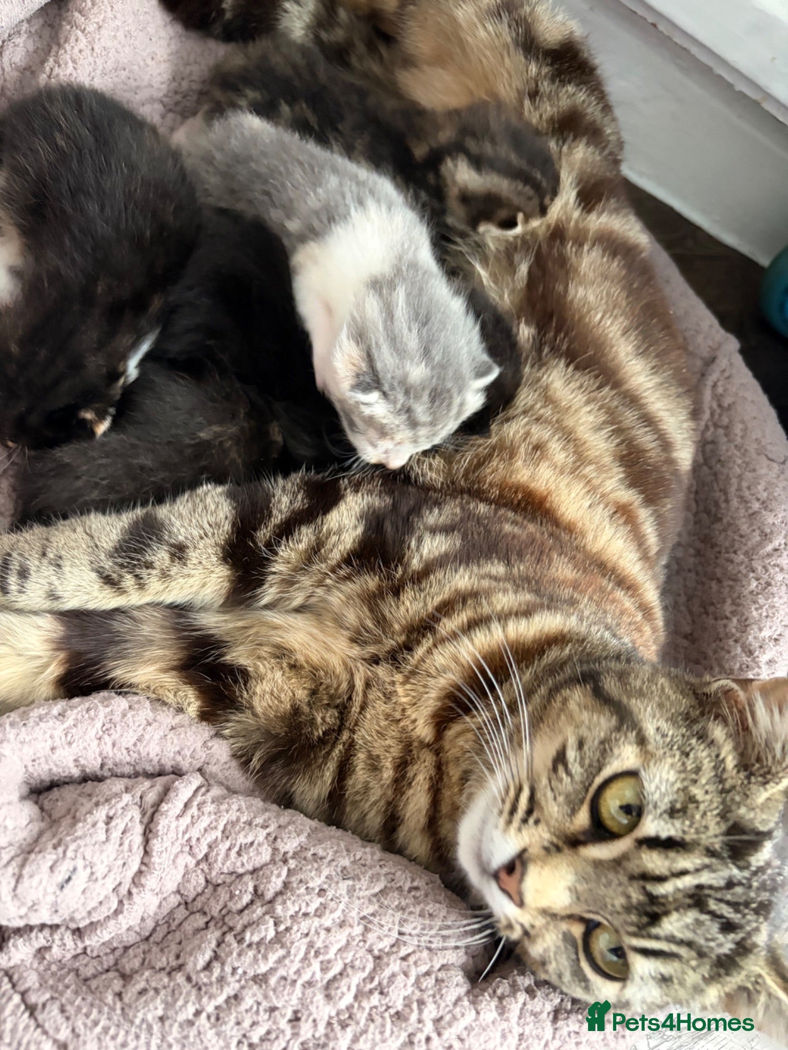 Domestic Shorthair cats 1 male 2 female kittens ready to go home - Advert 1