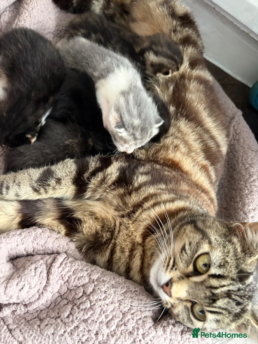 Domestic Shorthair cats for sale: 1 male 2 female kittens ready to go home - Advert 1