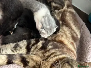 Domestic Shorthair cats 1 male 2 female kittens ready to go home - Advert 3