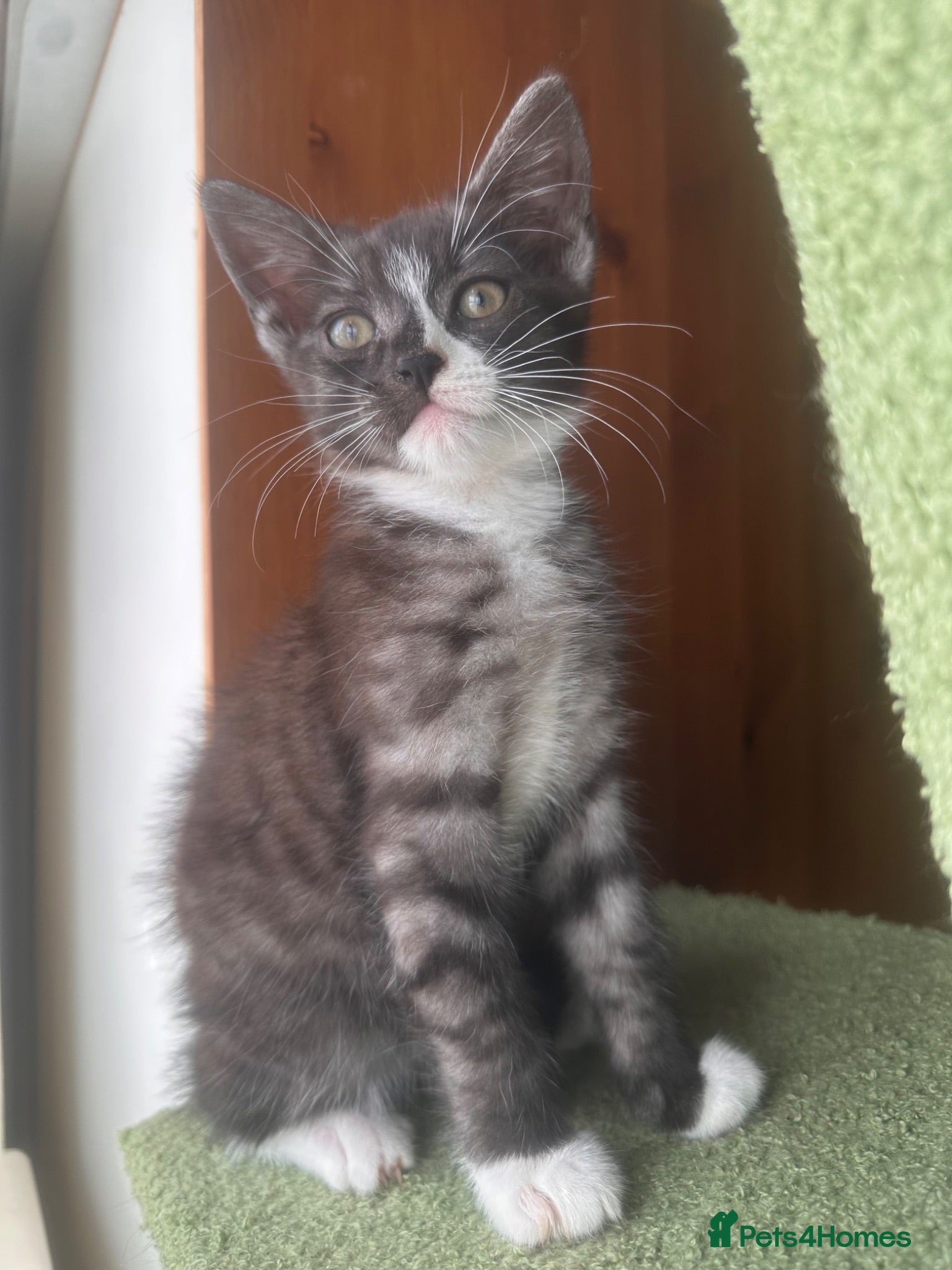 Mixed Breed cats Beautiful playful loving kittens  - Advert 6
