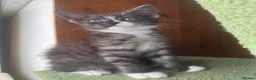 Mixed Breed cats for sale: Beautiful playful loving kittens  - Advert 4