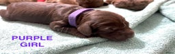 Cockapoo dogs for sale: Merle/ Red and Chocolate brown cockapoo puppies - Advert 4