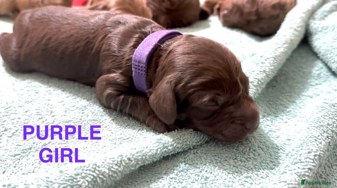Cockapoo dogs for sale: Merle/ Red and Chocolate brown cockapoo puppies - Advert 4