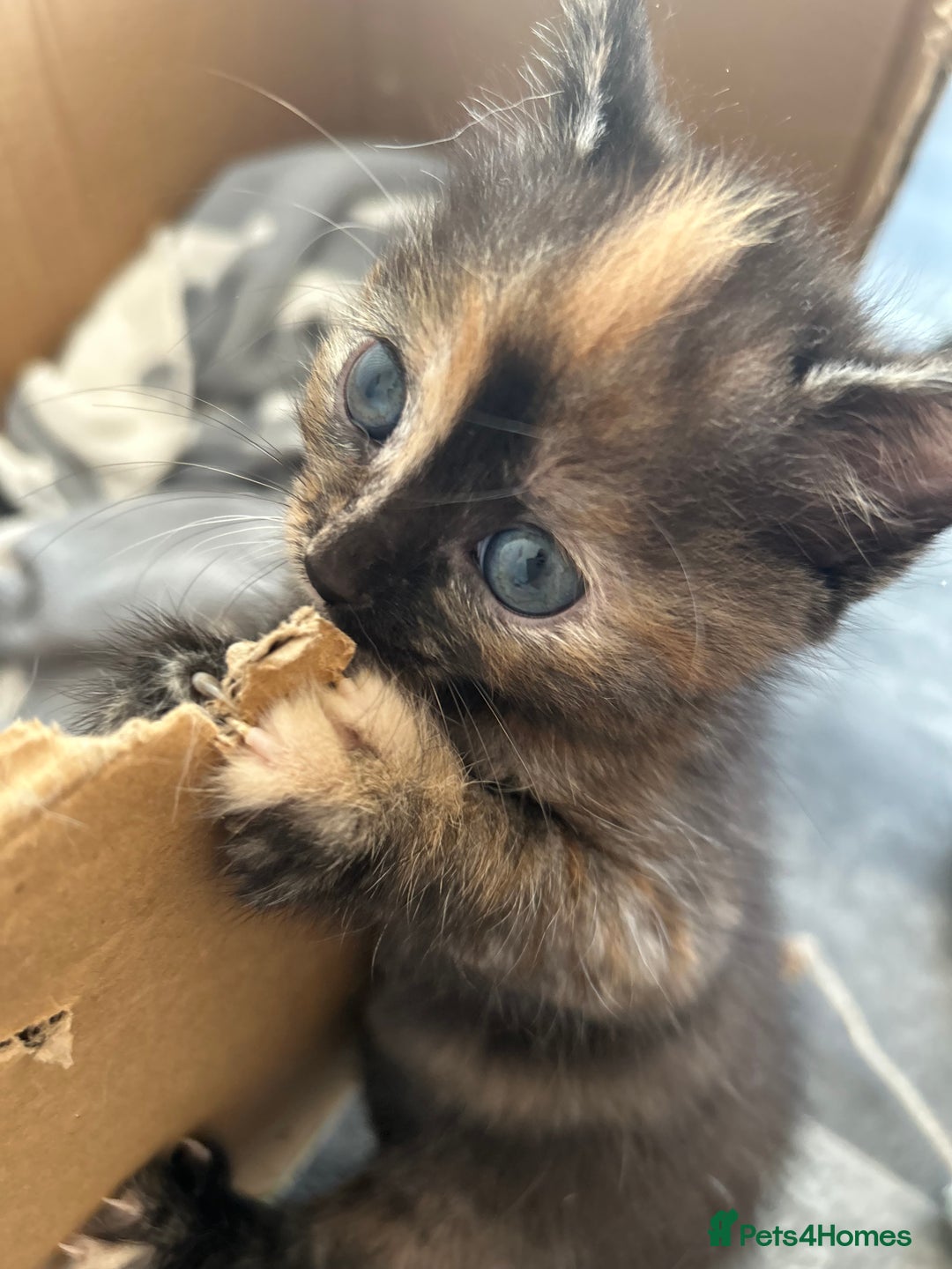 Mixed Breed cats for sale: 4 beautiful kittens available  - Advert 4