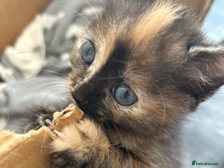 Mixed Breed cats 4 beautiful kittens available - Advert 5