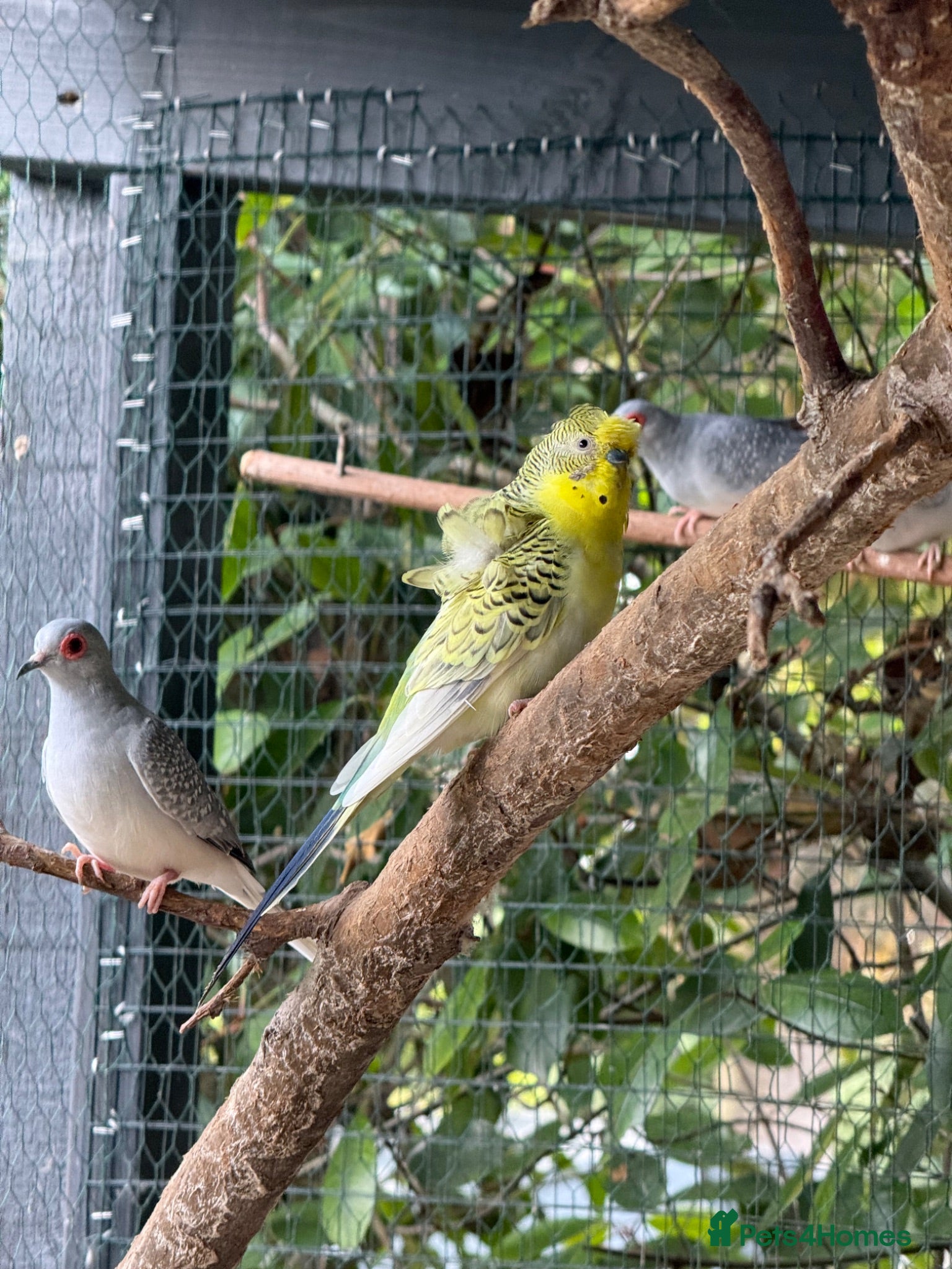Budgerigars birds Helicopter Budgies  - Advert 16