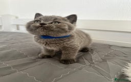 British Shorthair cats for sale: 💎  CHAMPION LINES BSH BLUE  💎 - Advert 2