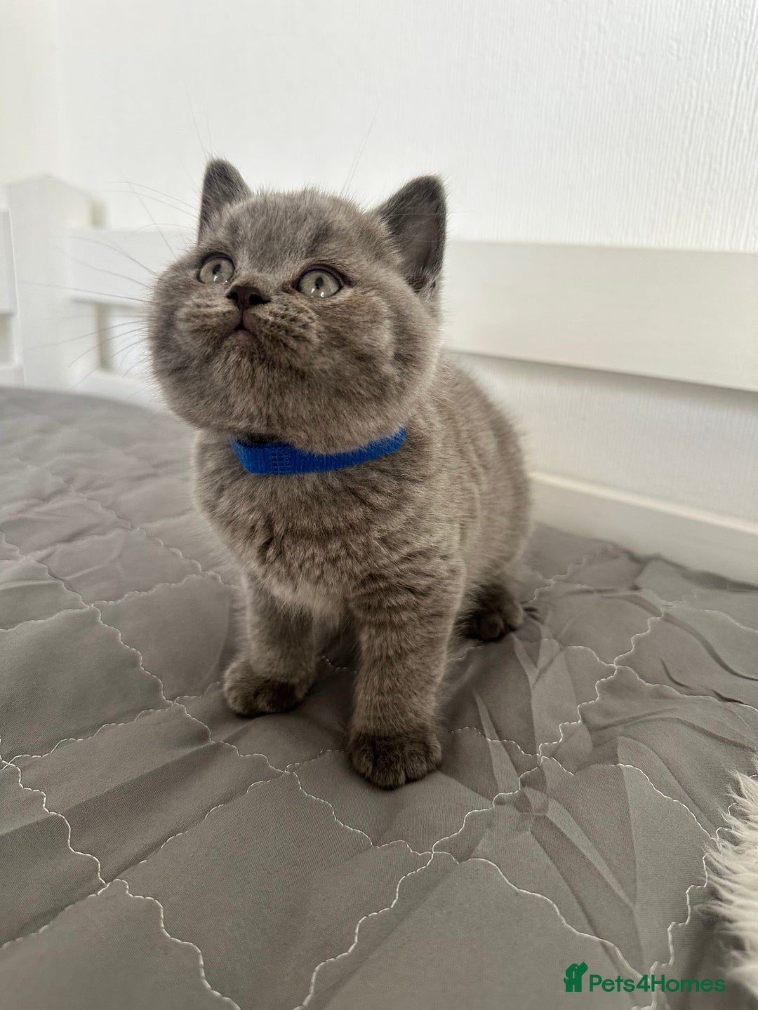 British Shorthair cats for sale: 💎  CHAMPION LINES BSH BLUE  💎 - Advert 2