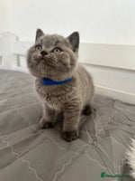 British Shorthair cats 💎 CHAMPION LINES BSH BLUE 💎 - Advert 13