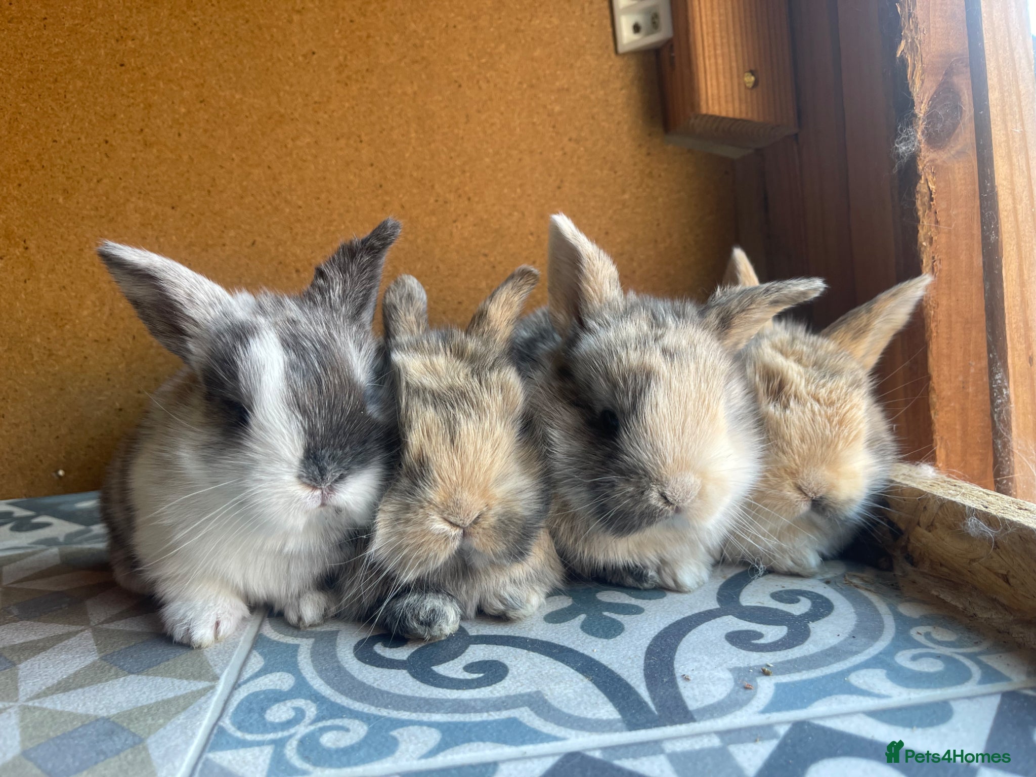 Lionhead rabbits Baby Lionhead x Lops Looking For New Home - Advert 18