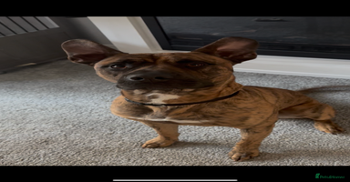 Mixed Breed dogs - Advert 12