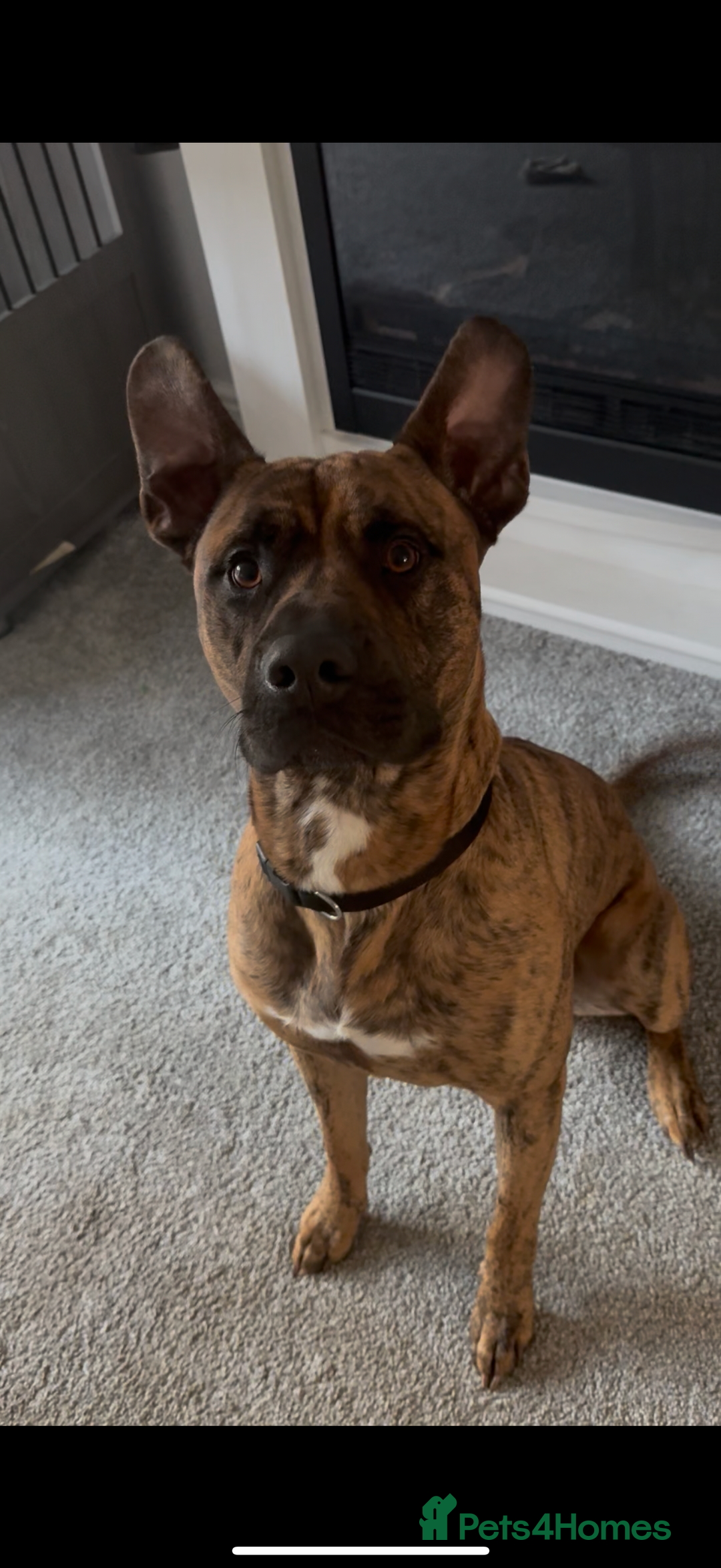 Mixed Breed dogs for sale: Urgent rehome- experienced handler  - Image 2