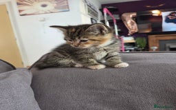 Mixed Breed cats for sale: Tabby girl - Image 3