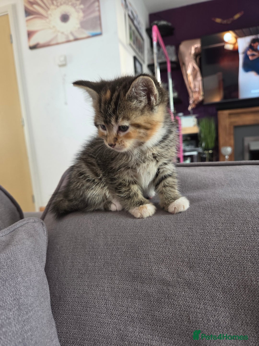 Mixed Breed cats for sale: Tabby girl - Image 3
