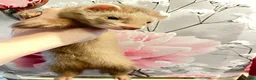 Ferret rodents for sale: 3 gorgeous ferret kits looking for new homes - Advert 5