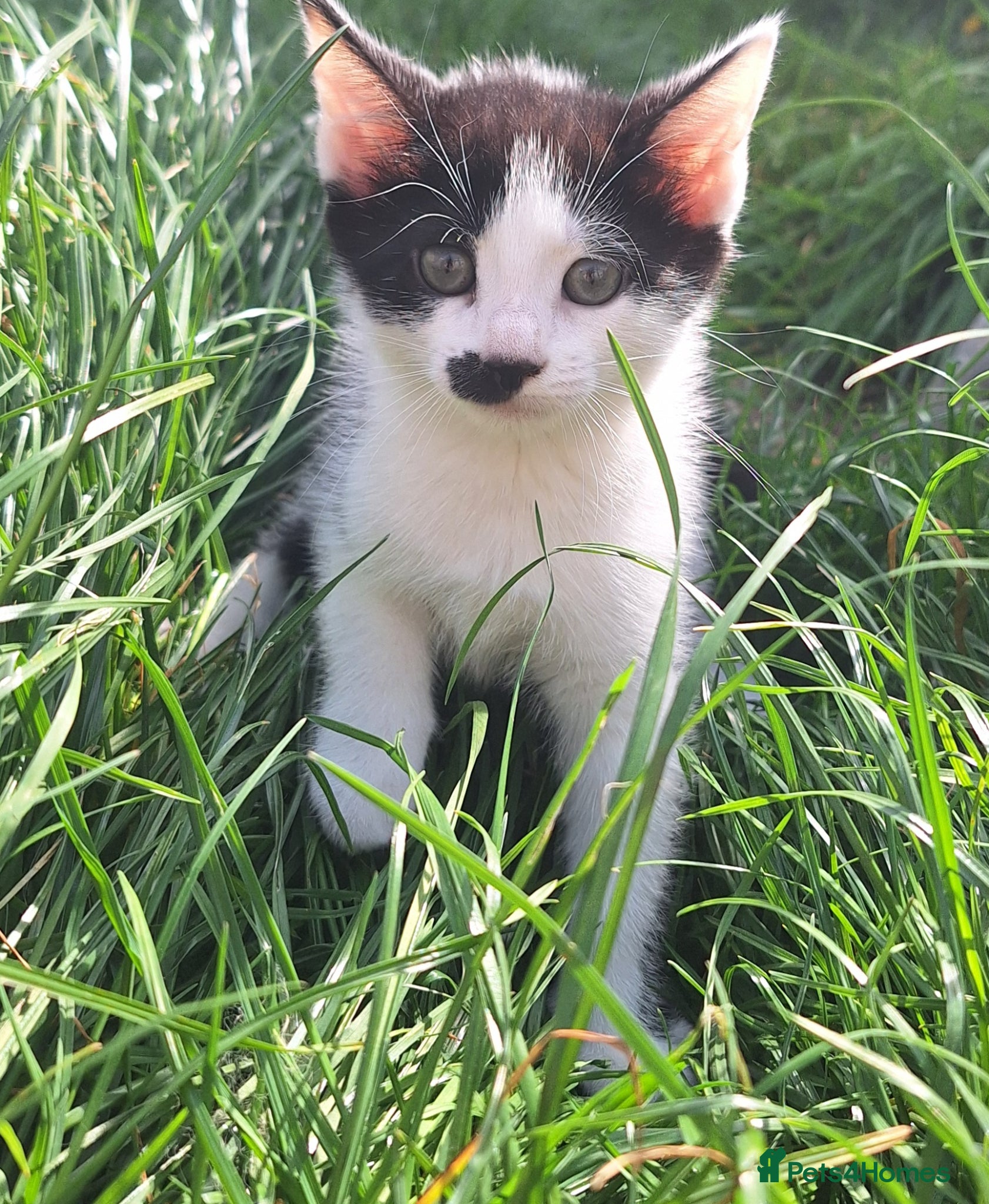 Mixed Breed cats Beautiful kittens  - Advert 16