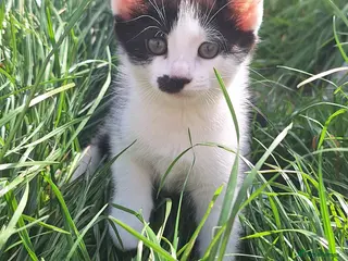 Mixed Breed cats Beautiful kittens - Advert 16