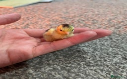 Quail poultry for sale: Button quails - Image 5