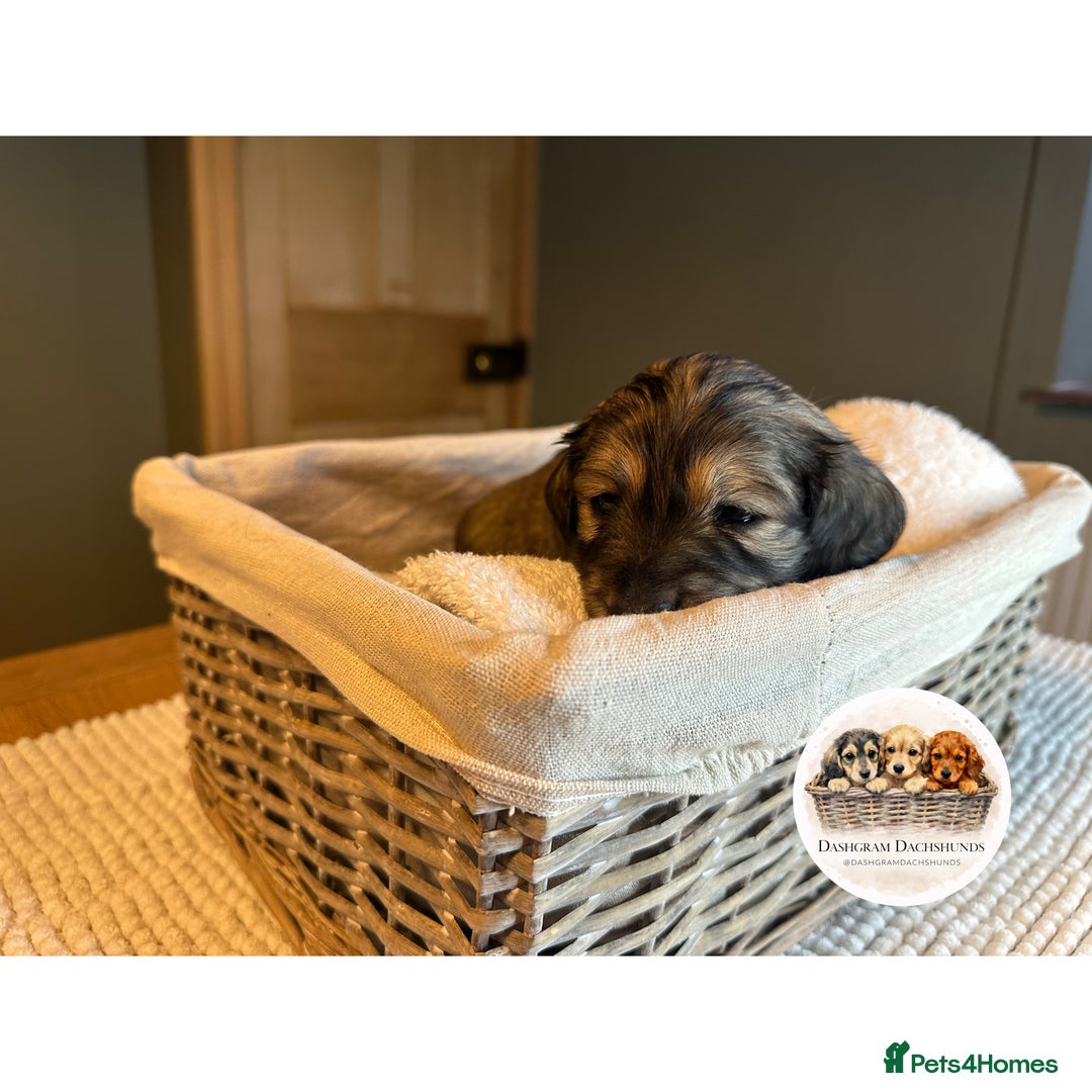 Miniature Dachshund dogs for sale: KC Long Haired Shaded Cream Miniature Dachshund - Advert 19