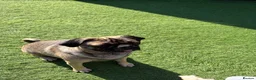 Pug dogs for sale: Nelly in Calne - Advert 4