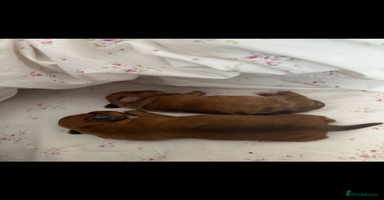 Miniature Dachshund dogs - Advert 5