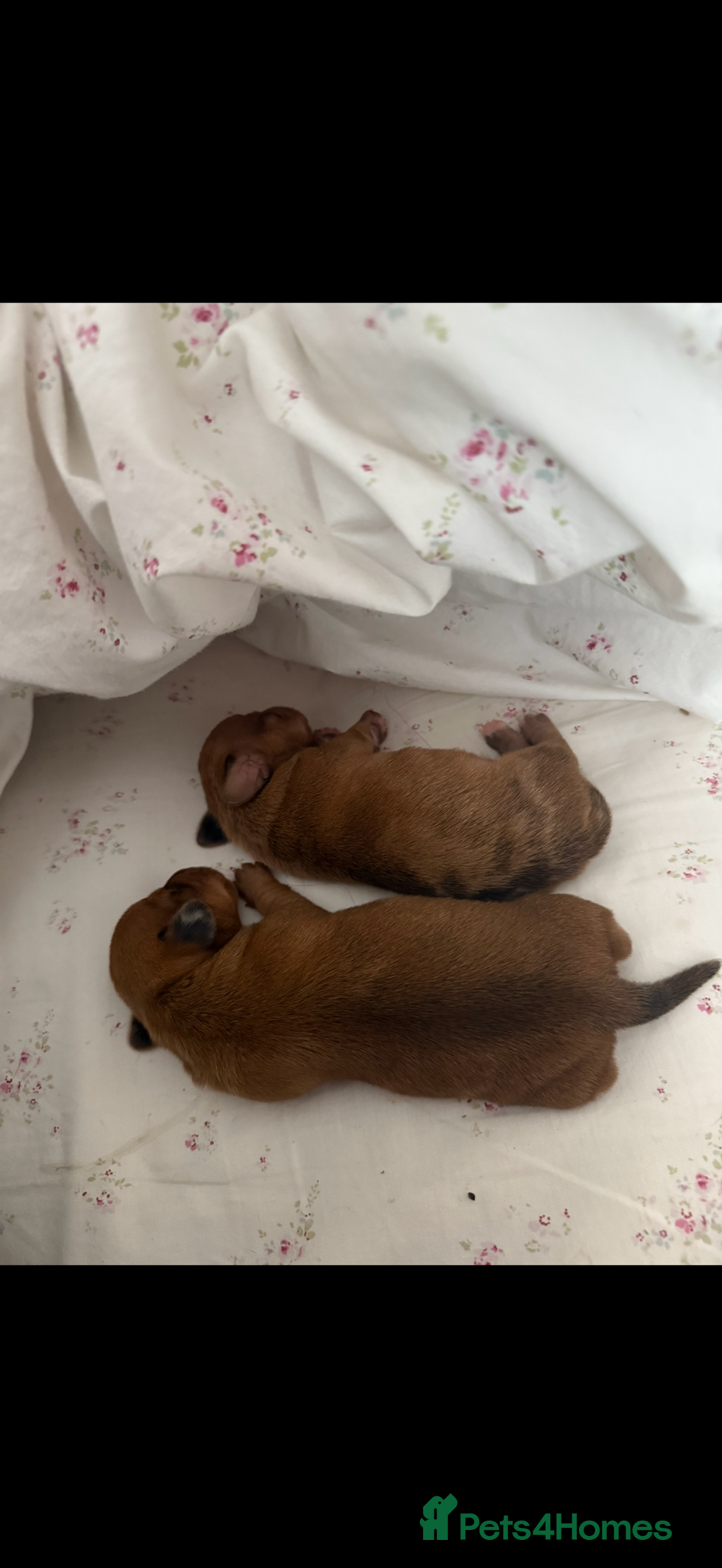 Miniature Dachshund dogs for sale: two gorgeous miniature dachshund puppies - Image 3