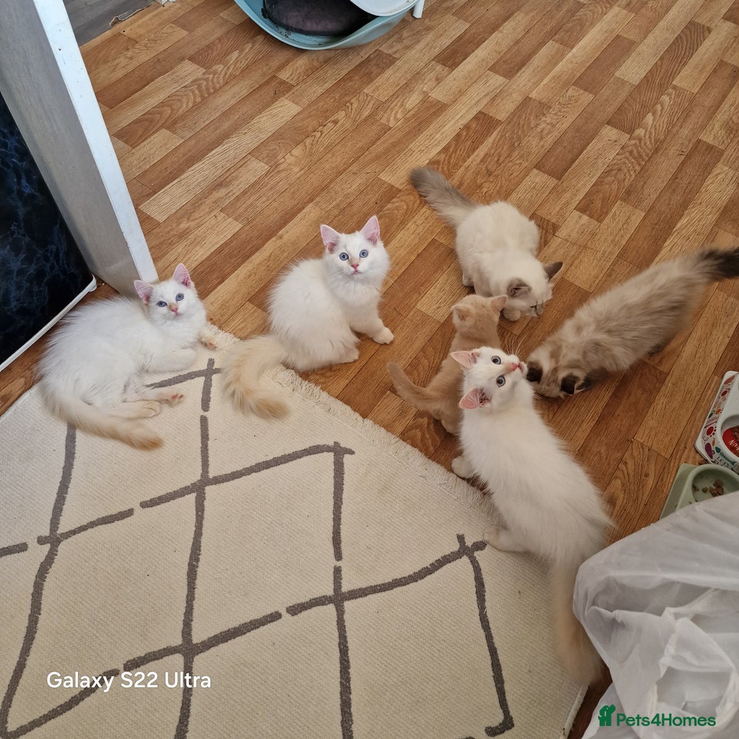 Ragdoll cats for sale: Pure loving ragdool ready for new home  - Image 15