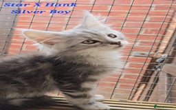 Maine Coon cats for sale: VARIOUS FULL PEDIGREE MAINE COON KITTENS FOR SALE in Rotherham - Image 7