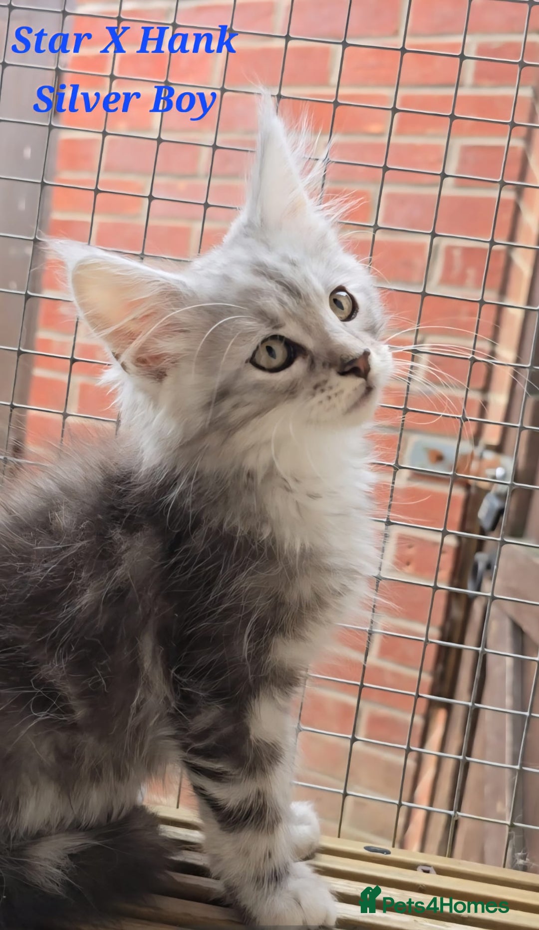 Maine Coon cats for sale: VARIOUS FULL PEDIGREE MAINE COON KITTENS FOR SALE in Rotherham - Image 7