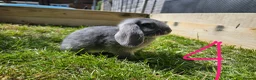 Mixed Breed rabbits for sale: Mini Lop / Rex Babies - Advert 7