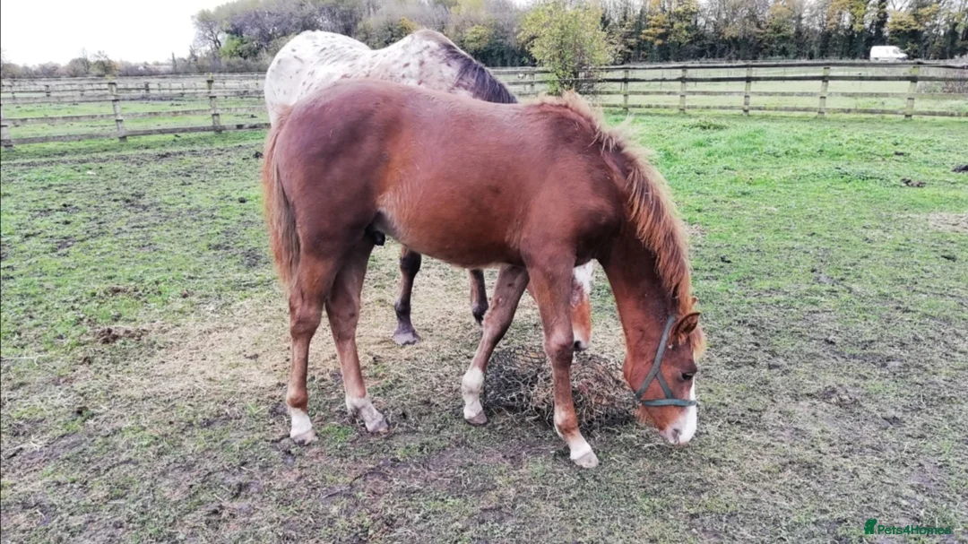 Appaloosa horses for sale: Flashy spot-bred colt to make 14-14.2hh in Leeds - Advert 2
