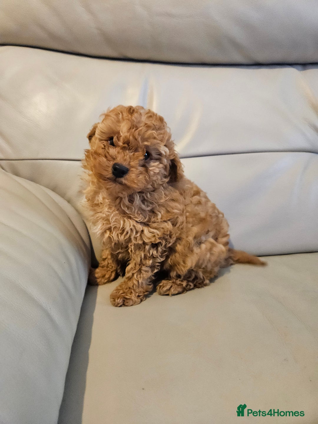 Toy Poodle dogs for sale: Last toy poodle boy remaining  - Advert 1