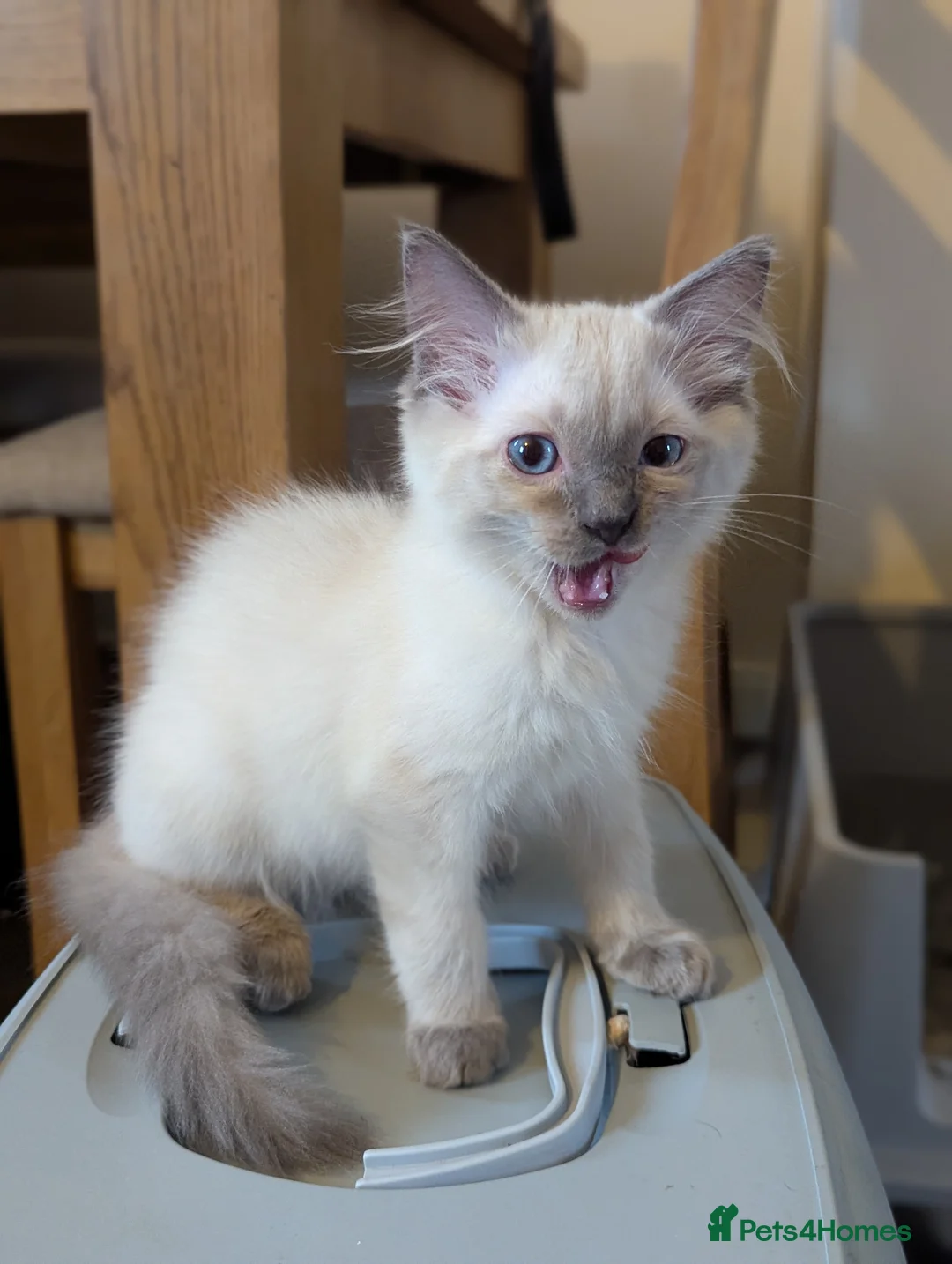 Ragdoll cats for sale: 🩵 beautiful blue point boy 🩵 - Advert 15