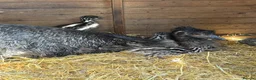 Emus poultry for sale: Baby Emu in Edinburgh - Advert 1