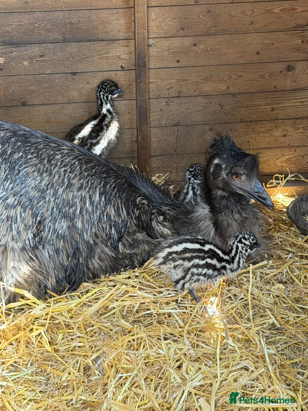 Emus poultry for sale: Baby Emu in Edinburgh - Advert 1