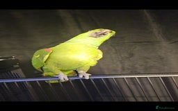 Parrots birds for sale: Yelow nape amazon - Image 16