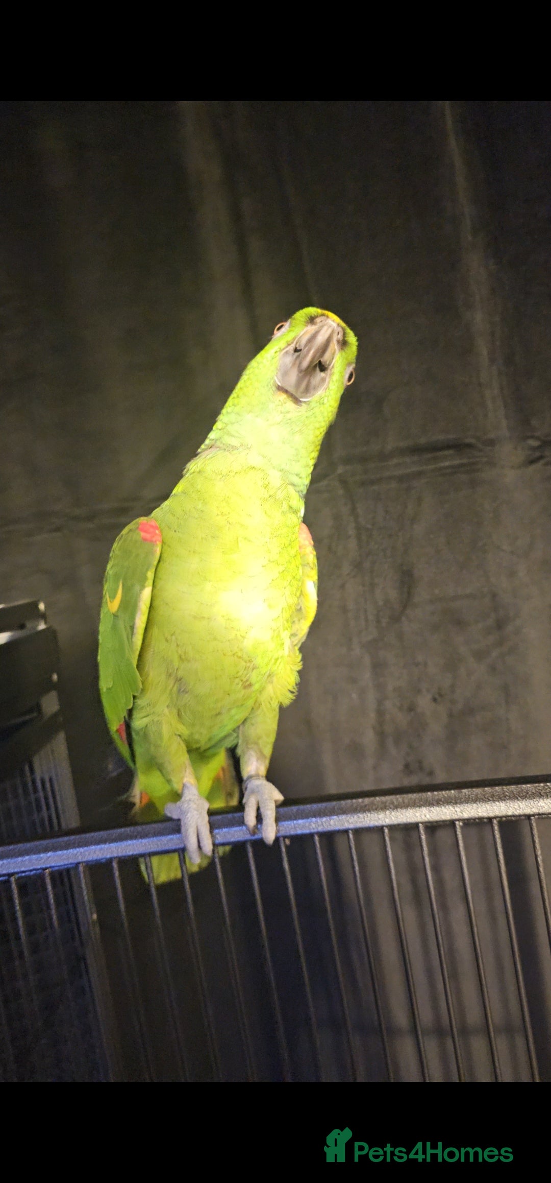 Parrots birds for sale: Yelow nape amazon - Image 16
