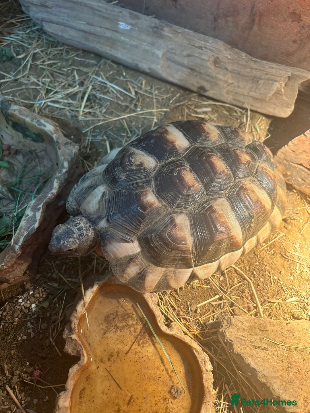 Hermann Tortoise reptiles for sale: Hermann tortoise and table - Advert 1