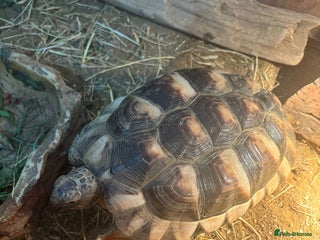 Hermann Tortoise reptiles Hermann tortoise and table - Advert 1