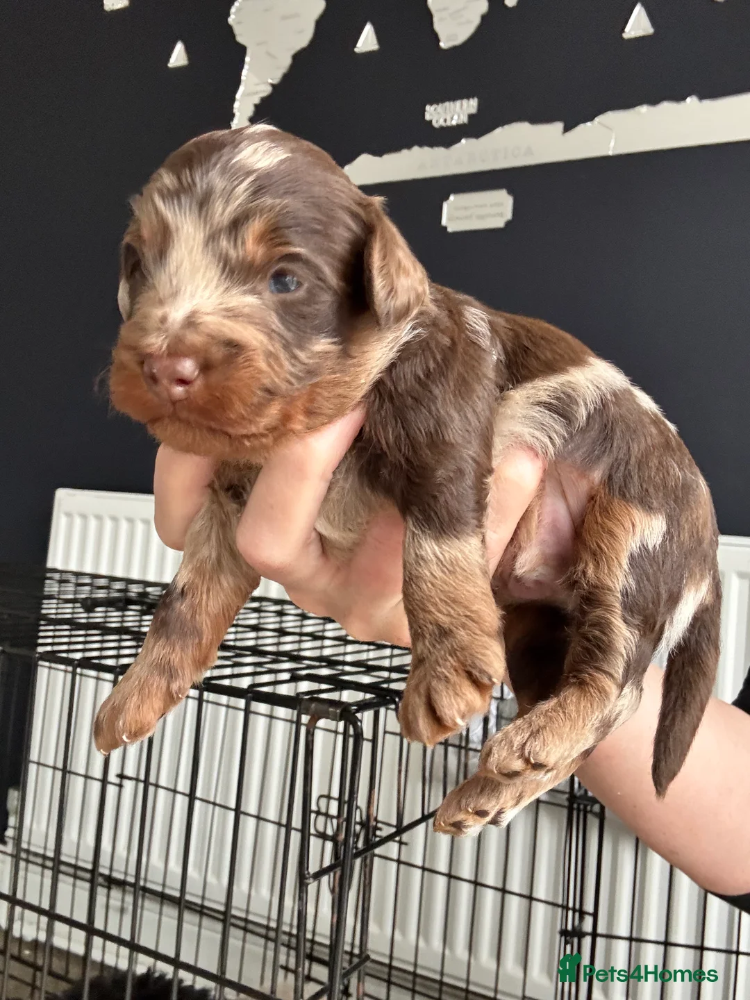 Cockapoo dogs for sale: F1B Pups - Advert 15