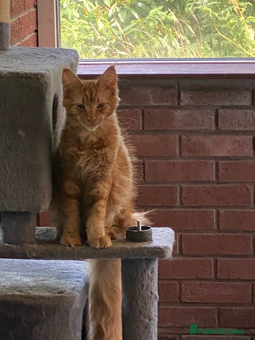 Maine Coon cats for sale: Pure registered active main coon - Image 6